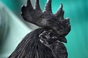 خروس سیاه مخصوص تشریفات مذهبی است+عکس