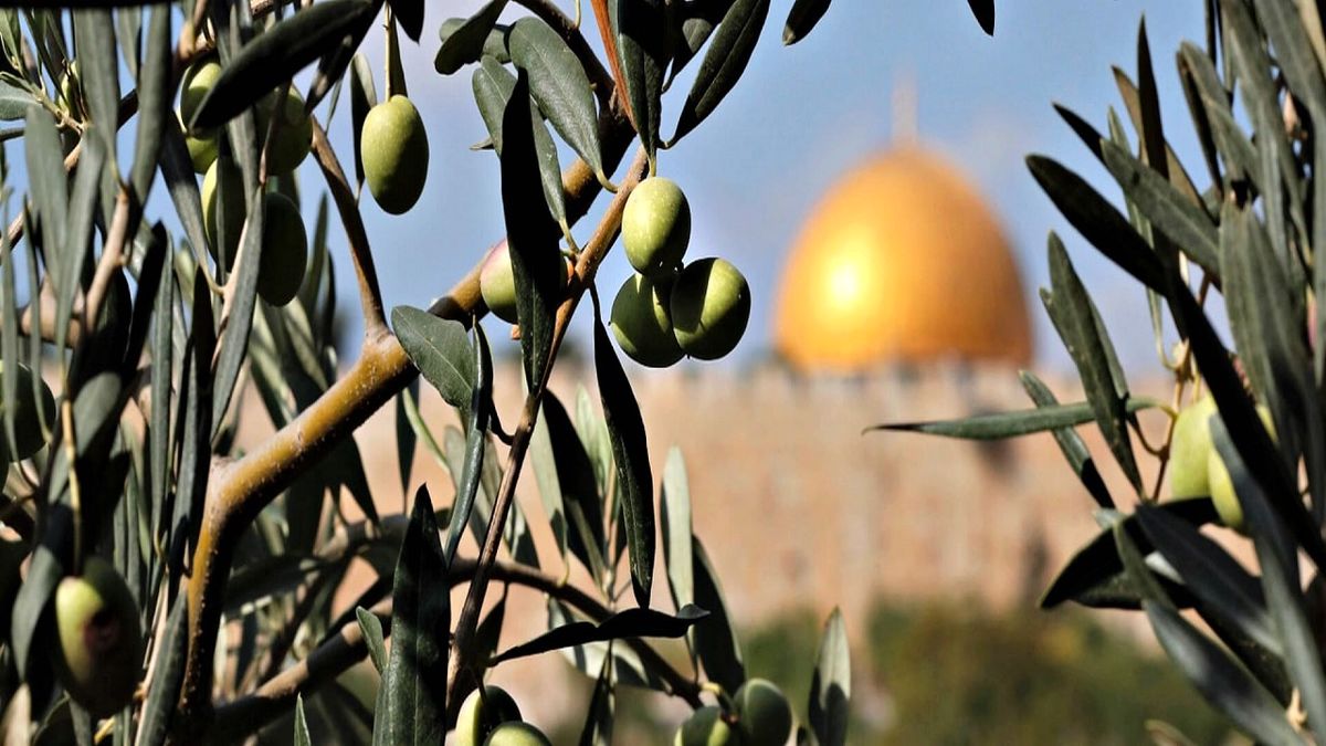 
چرا صهیونیست‌ها از درختان زیتون فلسطینی‌ها می ترسند؟
