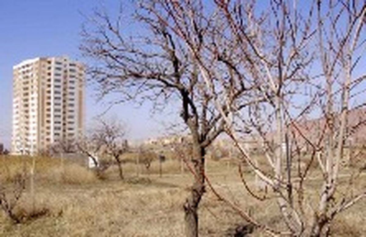 ریشه‌هایی که خشک می شوند تا برج هایی بالا بروند