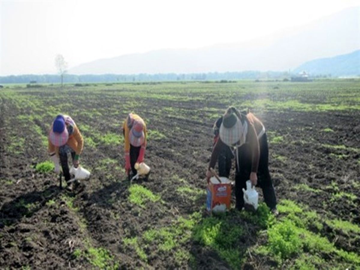 آغاز نشاء گوجه فرنگی در شهرستان رامیان