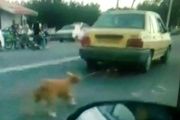 دوماه حبس در انتظار راننده تاکسی حیوان آزار