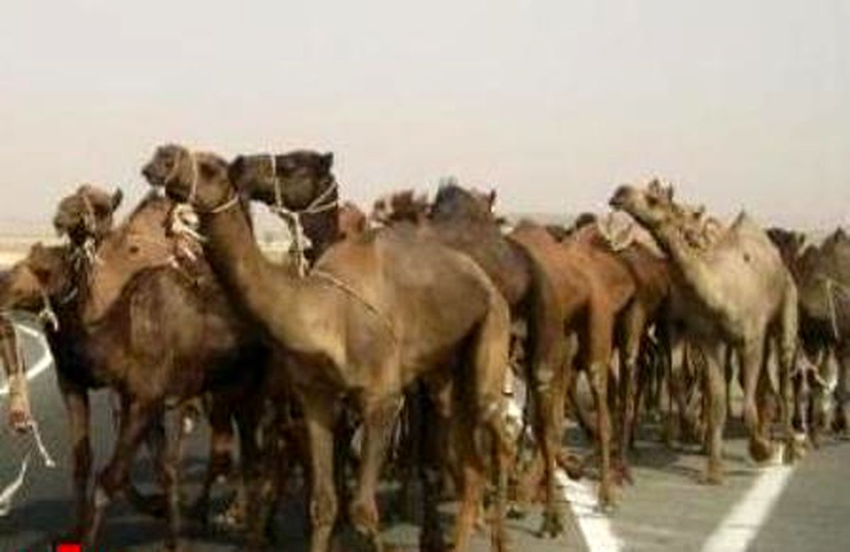 شناسایی و کشف 105 نفر شتر در خوسف