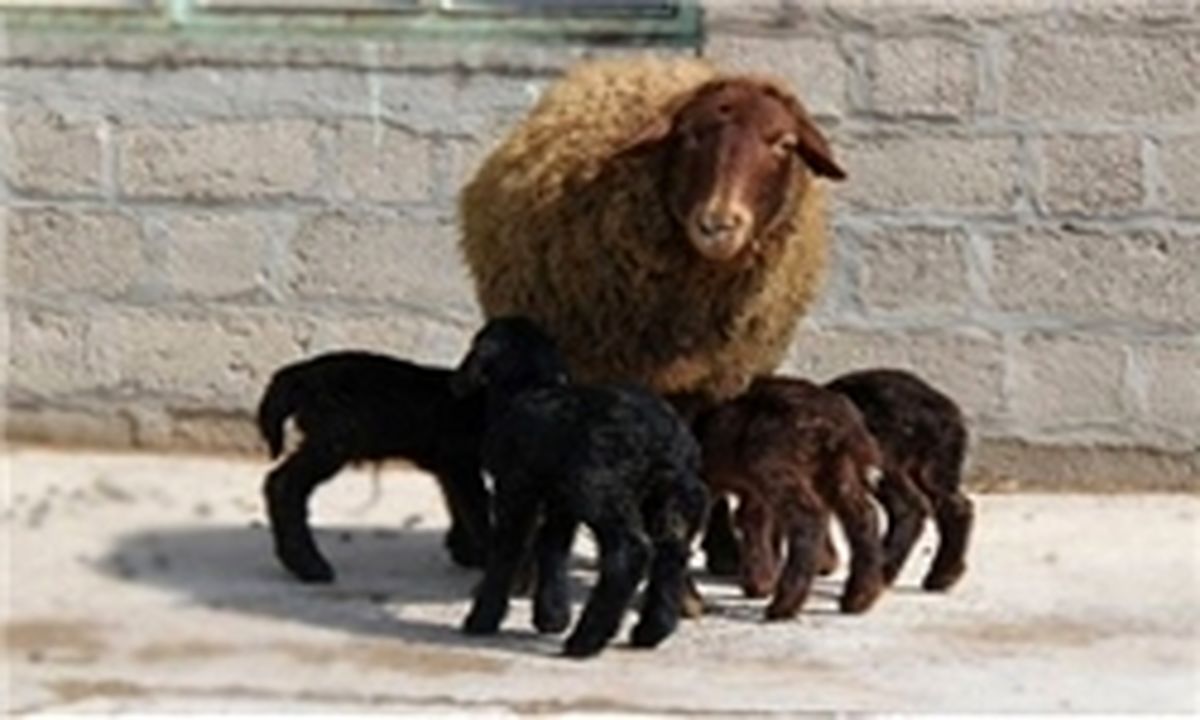 پرورش دام چندقلوزا راهی به سوی خودکفایی جوان زرندیه‌ای