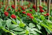 فواید درمانی ، عوارض جانبی و تداخلات دارویی جینسنگ