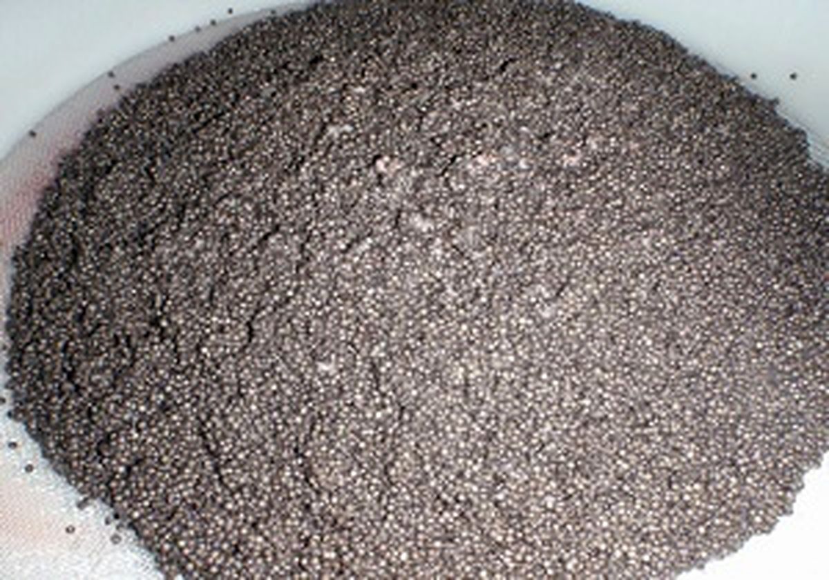 
استحصال نخستین خاویار پرورشی از فیل ماهی
