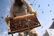 کوچ زنبورداران مناطق سردسیر به جنوب