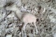 
بیش از ده‌ها کل و بز در آستانه مرگ
