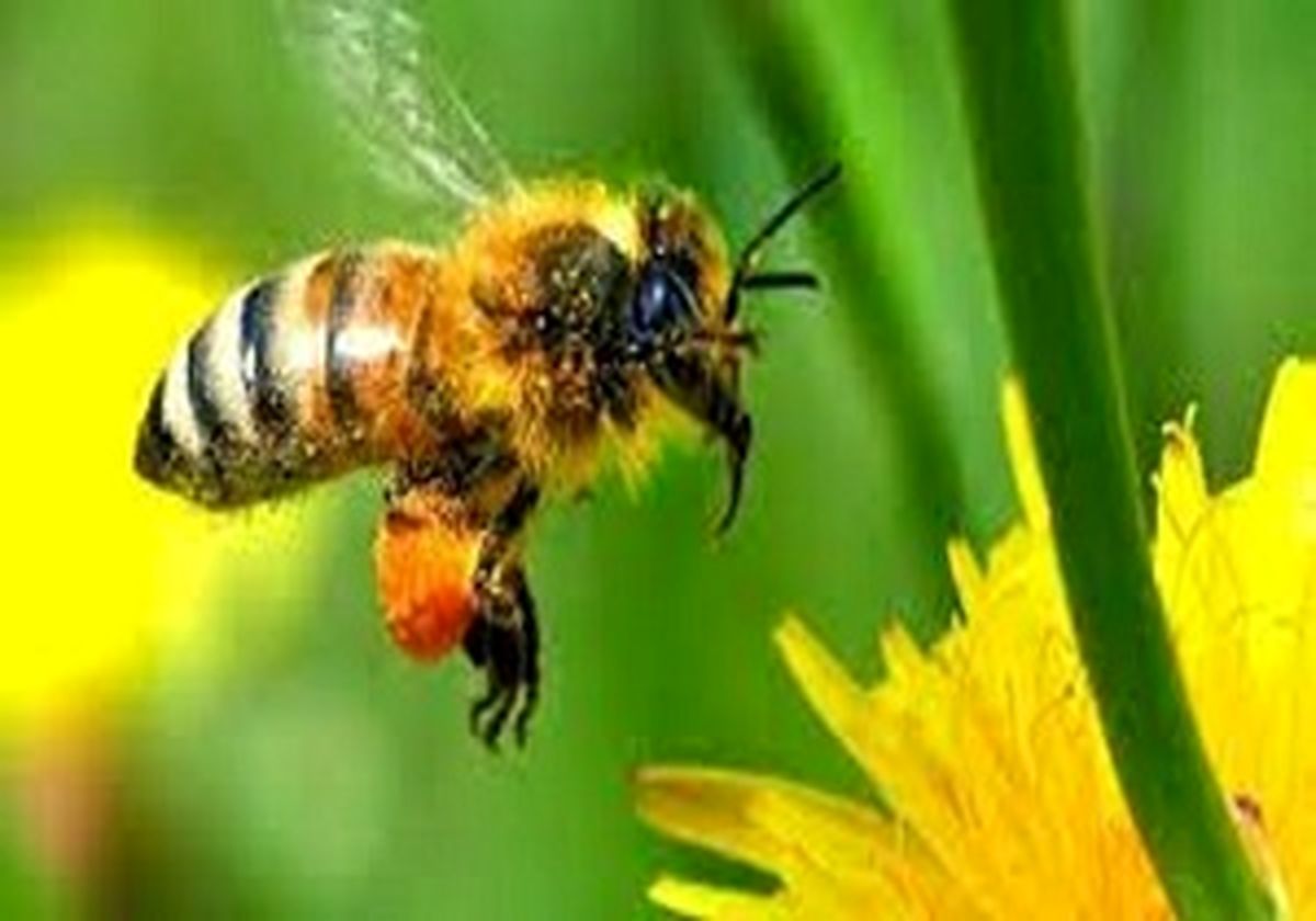 طول عمر زنبور‌ها ۵۰ درصد کم شده است
