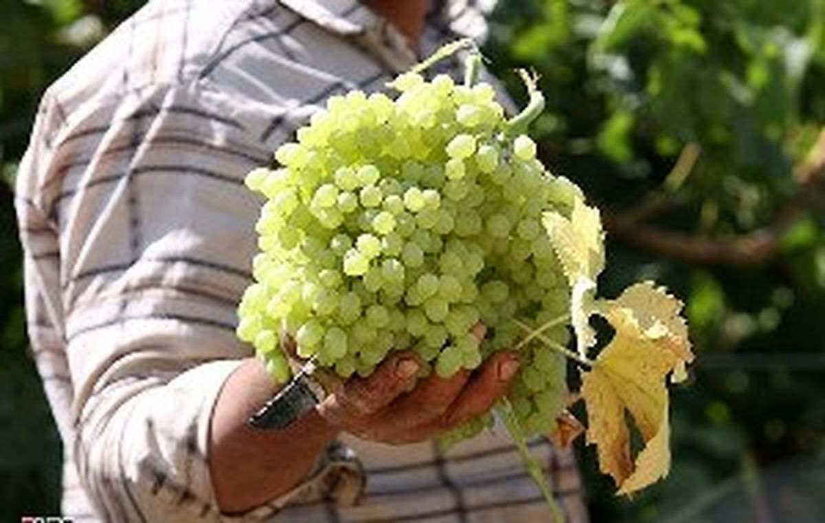 
توانایی خوزستان در تامین انگور کل کشور
