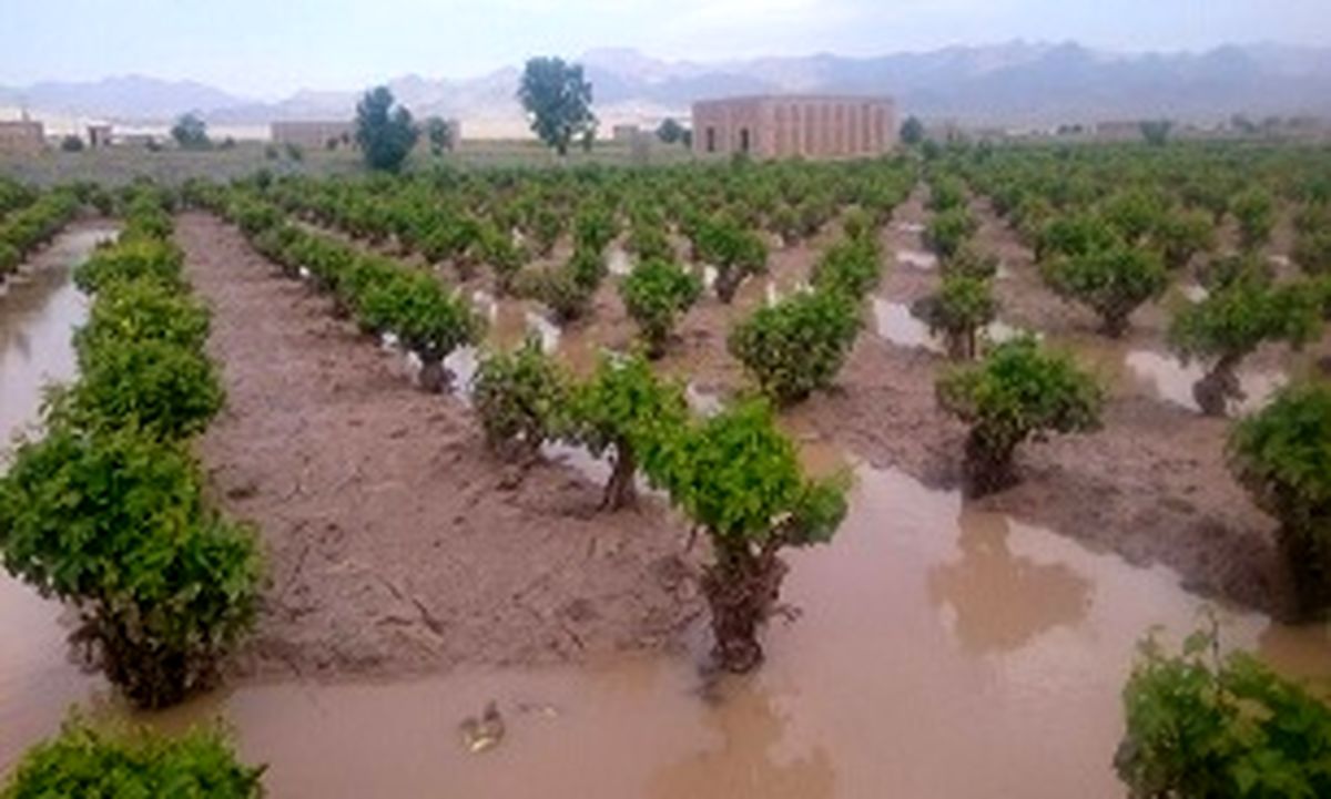 پرداخت ۴۱۱ میلیارد تومان به کشاورزان خسارت‌دیده