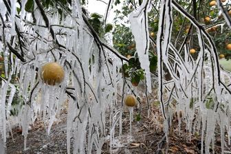 سرمای بی‌سابقه زمستانی در جنوب آمریکا+فیلم و تصاویر