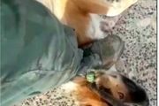 
۷۴ ضربه شلاق برای سگ‌کشی 
