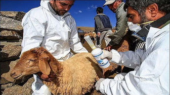 هشدار نسبت به شیوع تب کریمه کنگو