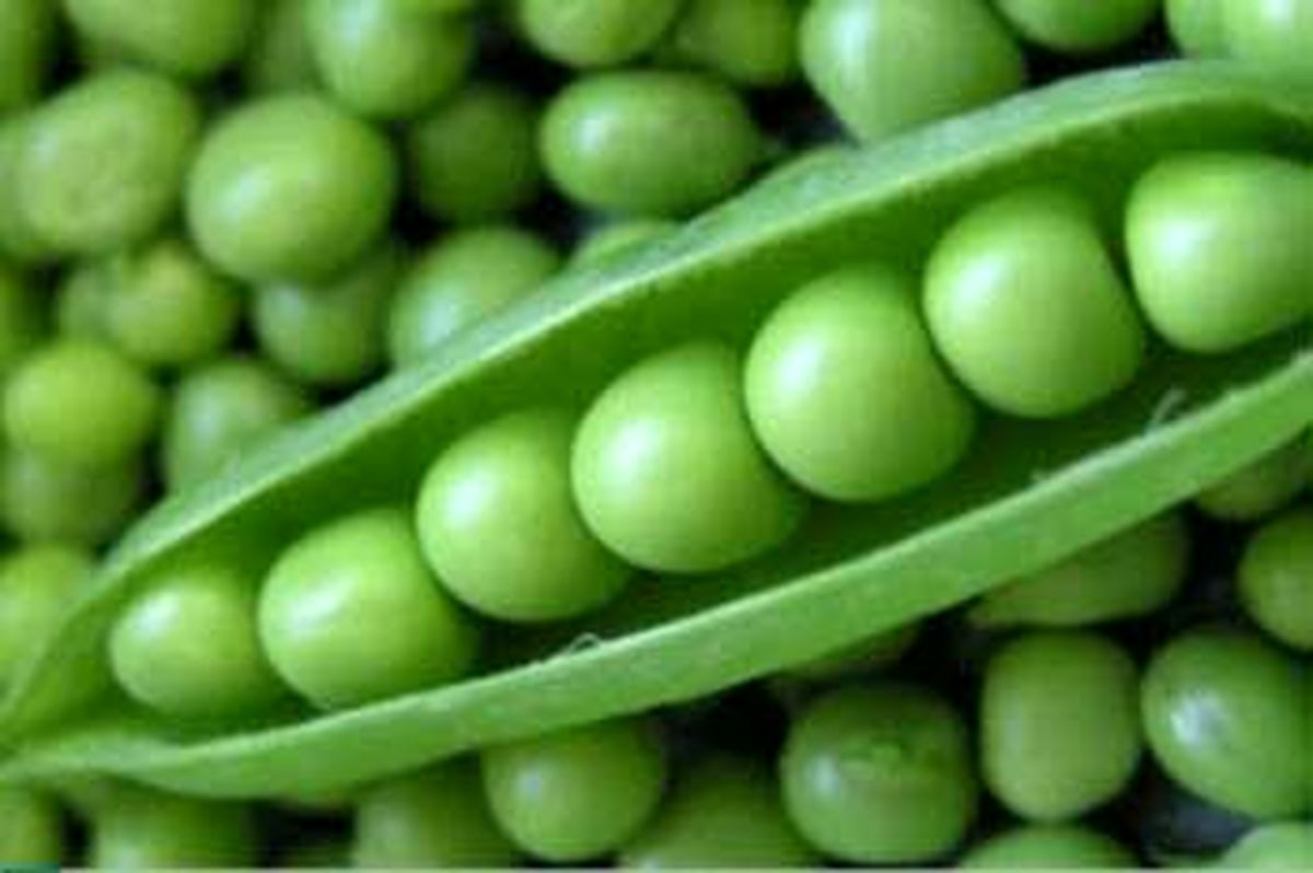 خواص باورنکردنی نخود سبز
