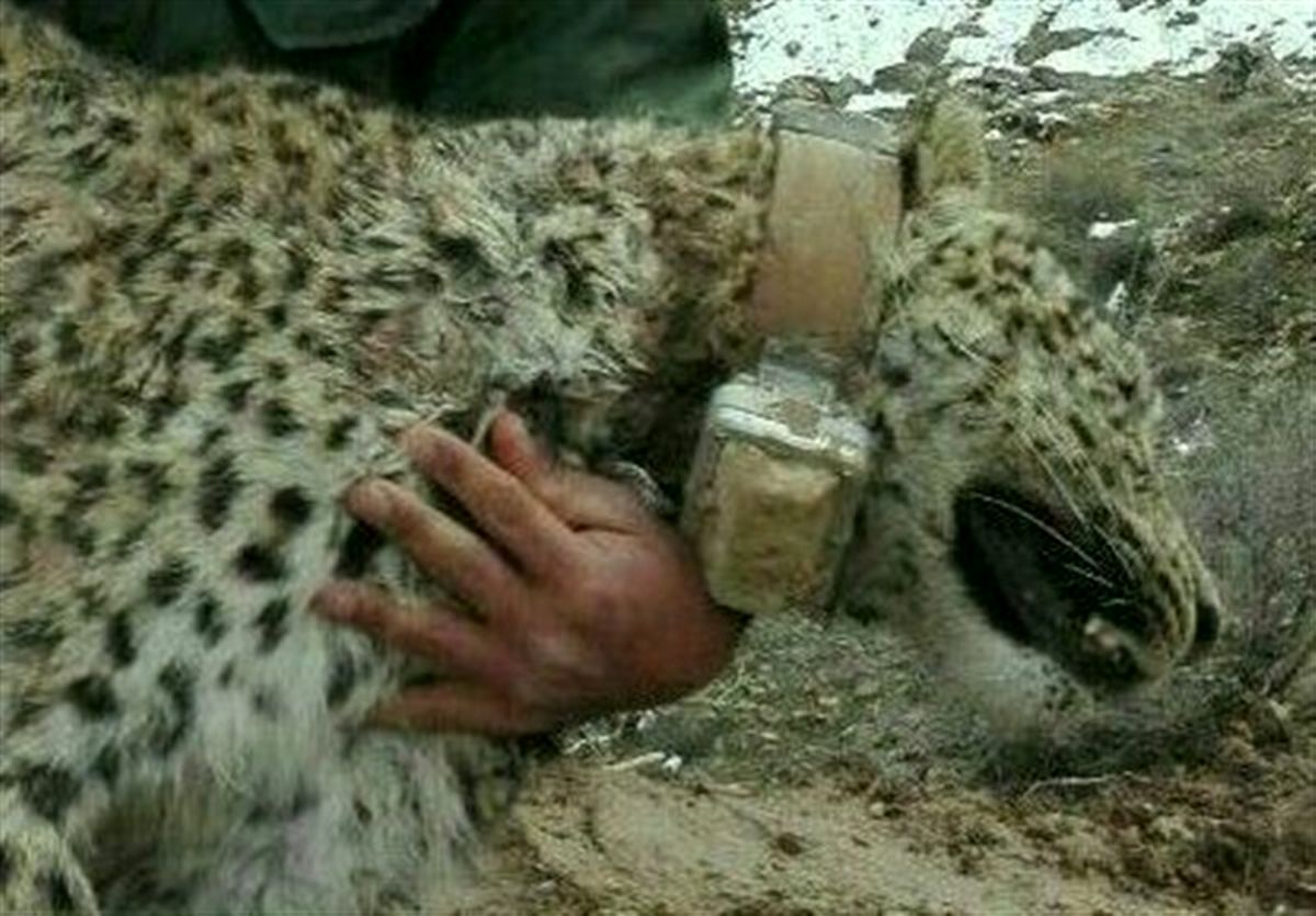 پایان پروژه قلاده‌گذاری پلنگ