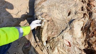  موجودی عظیم الجثه و مرموز در انگلیس