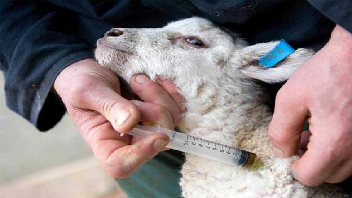 ۴۹ درصد بیماری‌ها بین دام و انسان مشترک است

