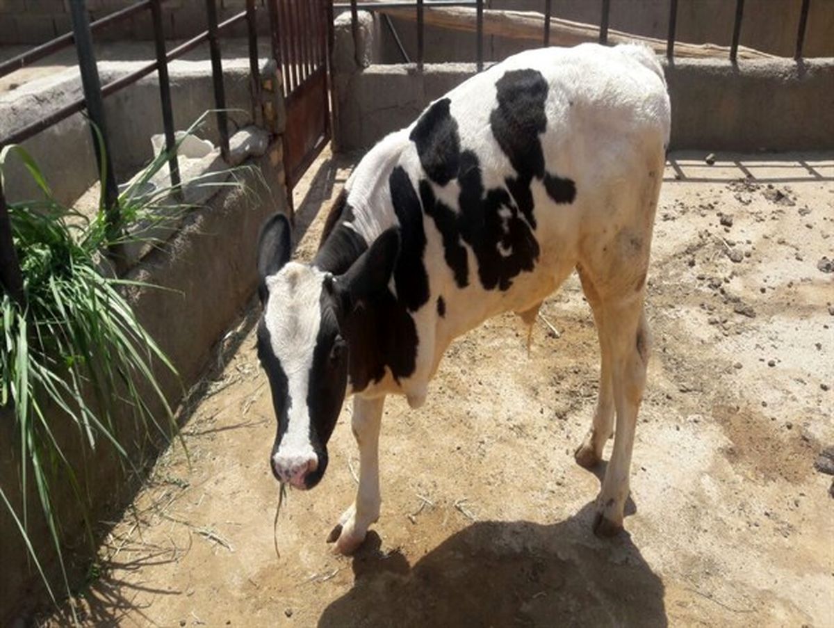 زندگی یک گوساله عجیب در گرمسار+عکس