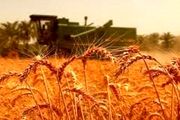 خرید تضمینی گندم از ۷ میلیون و ۲۰۰ هزارتن گذشت
