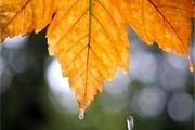 بارش برف و باران در کشور تا ظهر فردا