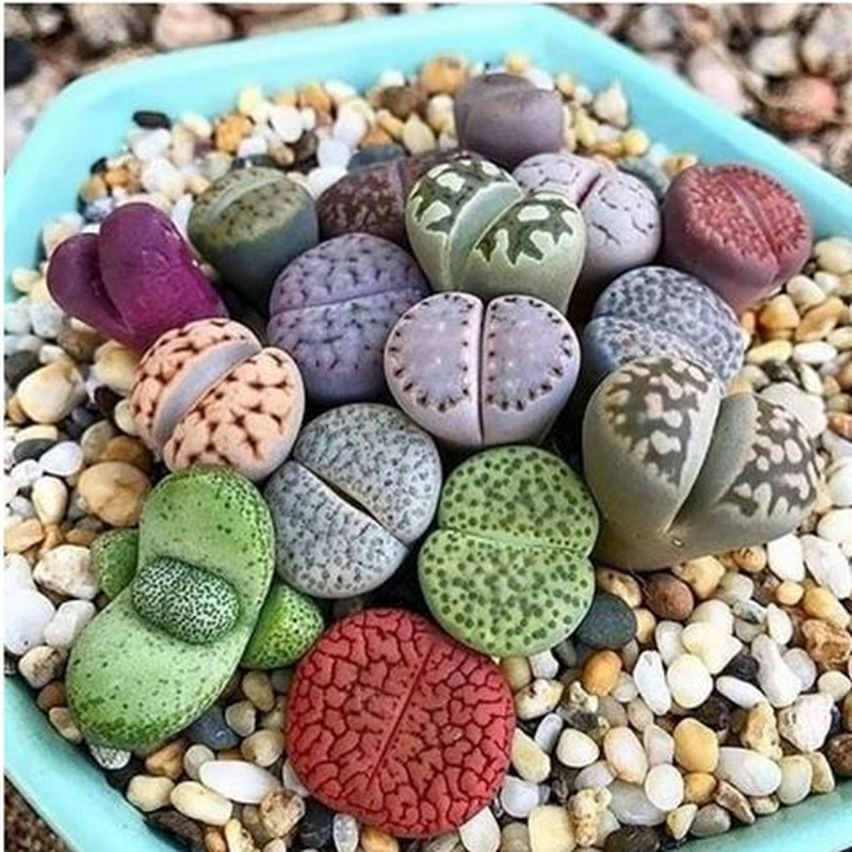 کدام سنگ‌ها در خانه به گل تبدیل می‌شوند؟