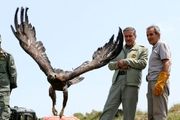 
تصاویر بازگشت پرندگان شکاری‌ به آسمان الوند
