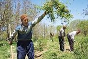 ۷۰ درصد باغ های کشور غیر اقتصادی است