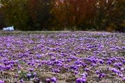 ارزآوری صادرات زعفران با توسعه صنایع تبدیلی ۲ تا ۳ برابر افزایش می‌یابد
