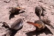 تلف
شدن تعدادی پرنده و جونده بر اثر گاز متصاعد از سبلان