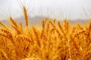 آمریکا محصولات کشاورزی سوریه را غارت می کند