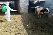 سل گاوی، بیماری مزمن قابل انتقال بین انسان و دام