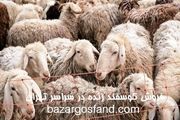خرید گوسفند زنده با قیمت استثنایی در تهران
