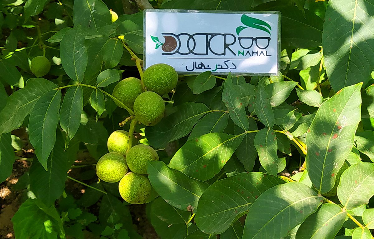 آجیل مناسب برای درمان آلزایمر و زوال عقل!
