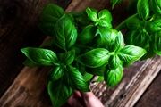 خرید بذر سبزیجات ارگانیک همراه با معرفی خواص آنها
