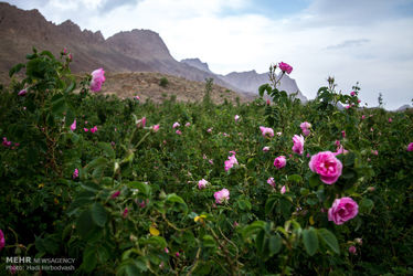n00413610-r-b-002