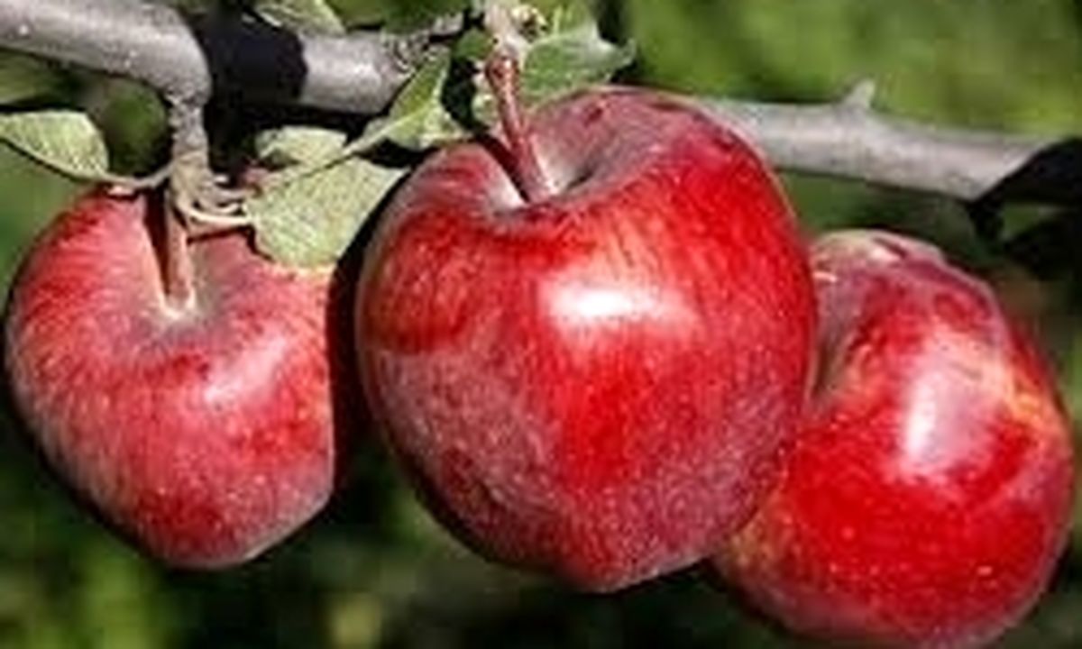 ذخیره سازی ۳۰ هزارتن سیب برای عید