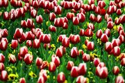 جشنواره گلهای بهاری/گزارش تصویری