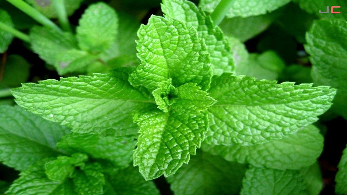 روش‌های درمان جای جوش با برگ نعناع
