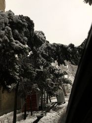 درخت1