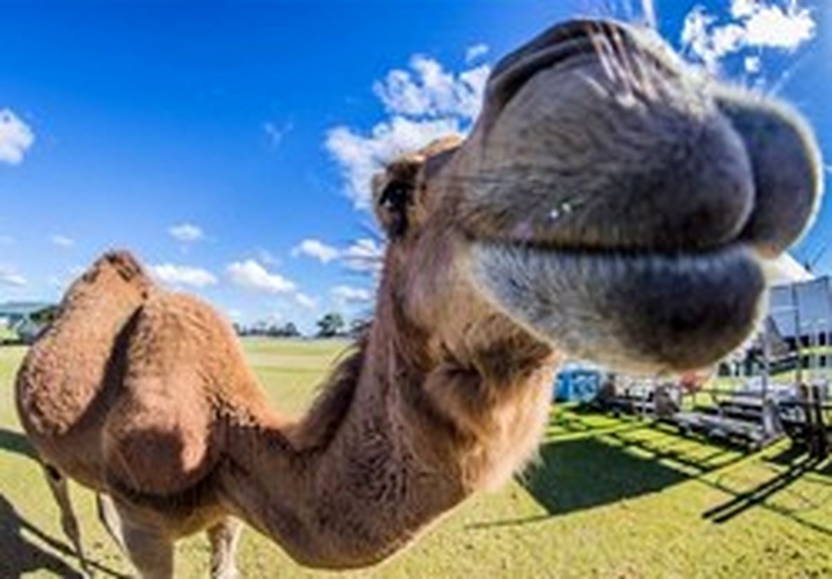 شترآزاری در سیرک، ۷ مجروح به جا گذاشت