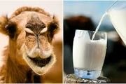 فریب تبلیغات شیر شتر را نخورید