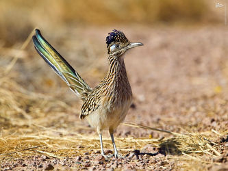 میگ میگ