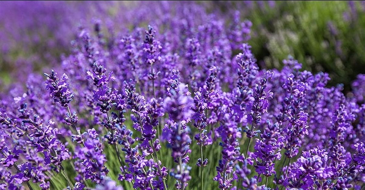 مضرات و خواص گیاه اسطوخودوس را بشناسیم