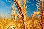 رشد 4 درصدی خرید تضمینی گندم نسبت به سال گذشته