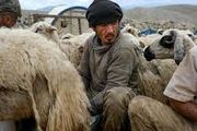 چوپانان افغانستانی در ایران و درخواست افزایش حقوق!