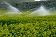 ارزش ضدآفتی خفاش ها در صنعت کشاورزی