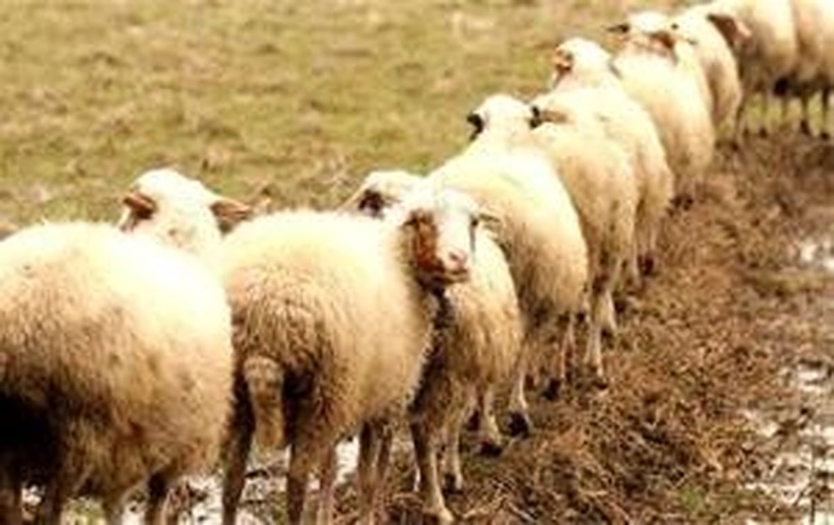  خرید گوسفند با کارت ملی، کلاهبرداری است