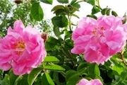 خراسان شمالی مستعد توسعه نوغانداری و پرورش گل محمدی