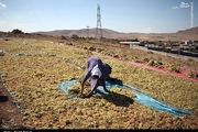 تصاویر زیبا از برداشت انگور