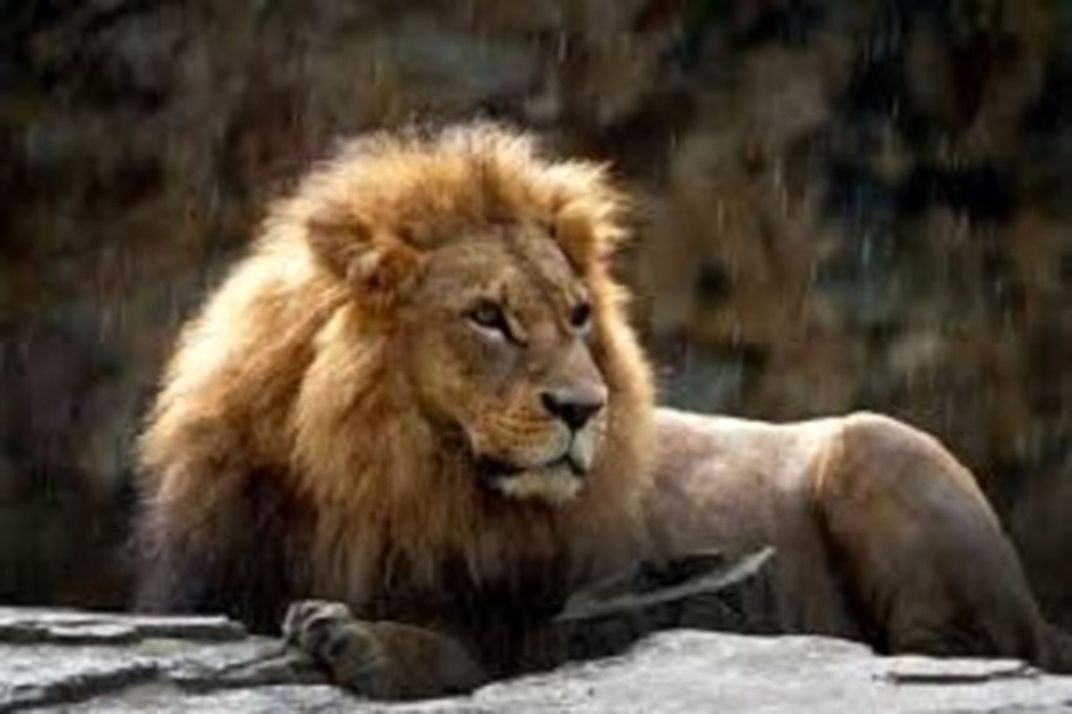 پیش بینی برد کرواسی برابر روسیه